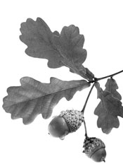 Image:  Acorns